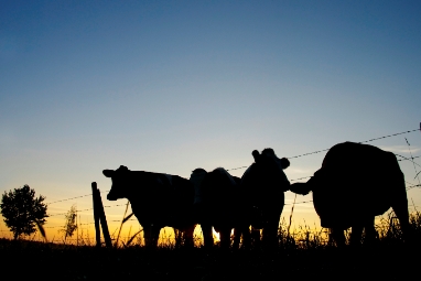 Weak cattle prices highlight need for livestock insurance