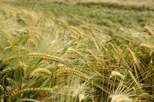 Insurance broker launches grain insurance product