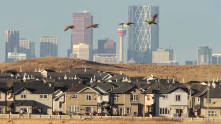 Alberta housing market starting to slowdown says BMO