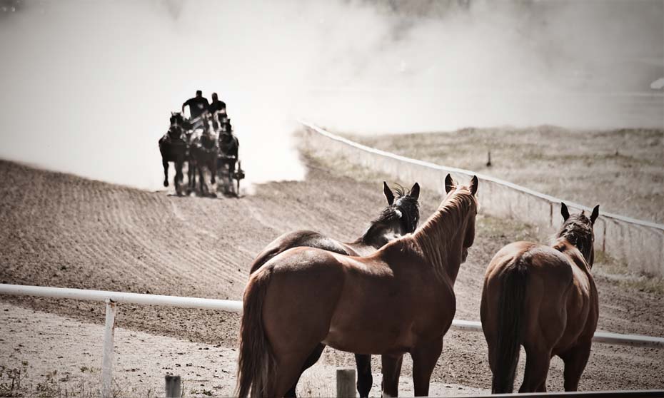 Keep the show bands but chuck the chuckwagons to end harm to animals at the Calgary Stampede