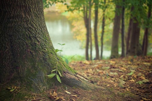 District of North Vancouver to decide future of forested lot 