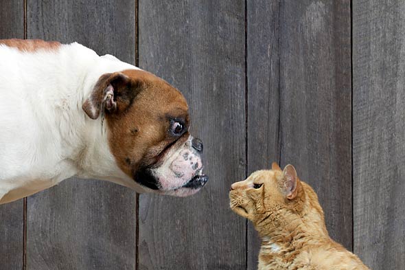 Lighter side: Motivating by animal instincts