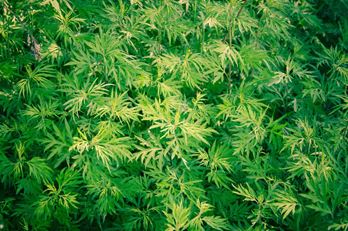 Renewed frustrations surrounding former grow-ops