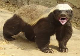 The Honey Badger "don
