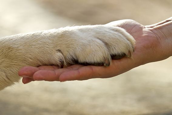 Pet estate planning a given, says advisor