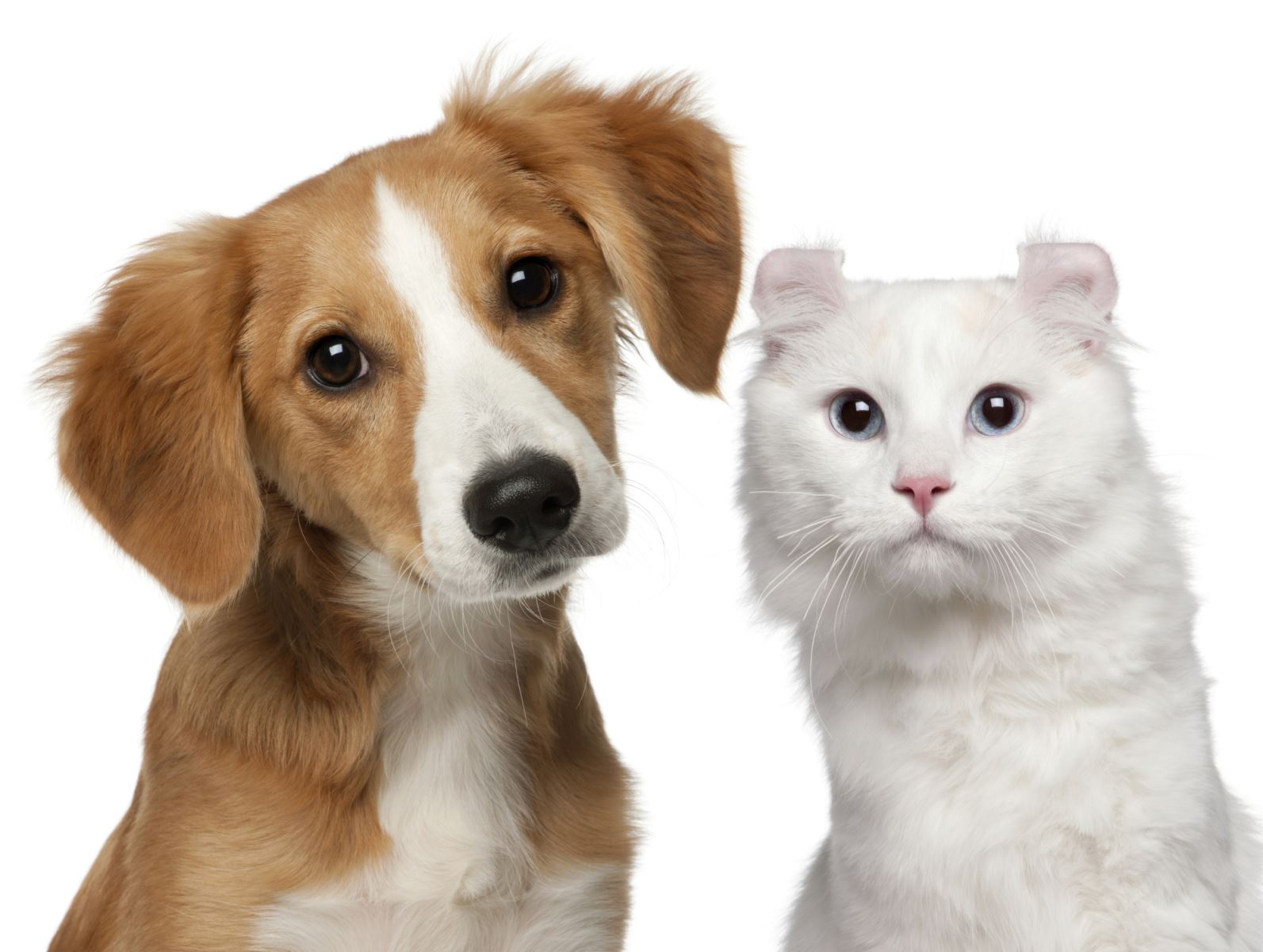 Should your pet pay rent?