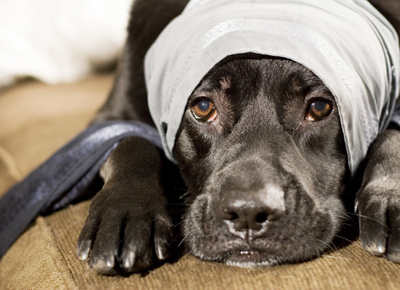 Developers ‘paws’ for thought; the influence of pets