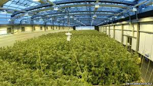Keep a (red) eye out for bogus pot stocks