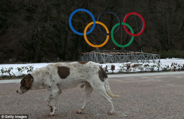 Investment tycoon saves puppies