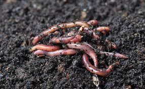 Chinese employees made to eat live worms as punishment